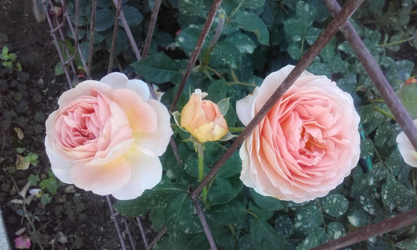  - ABRAHAM DARBY David Austin 3
