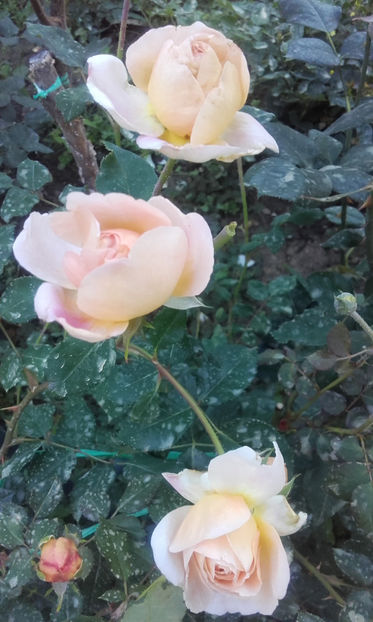  - ABRAHAM DARBY David Austin 3