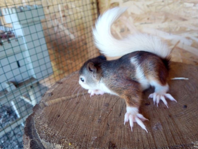  - veverite autohtone