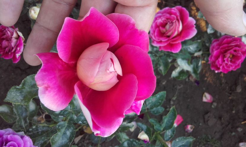  - KRONENBOURG McGredy