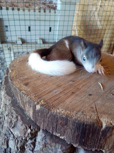  - veverite autohtone