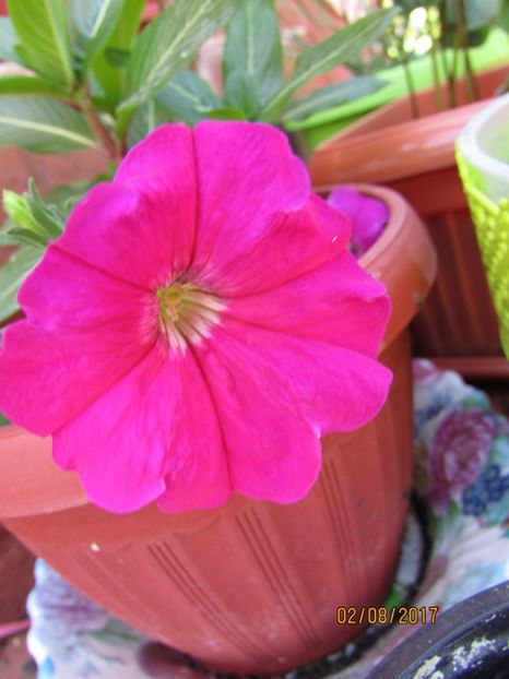  - DIN GRĂDINA DE FLORI ȘI LEGUME - 2017