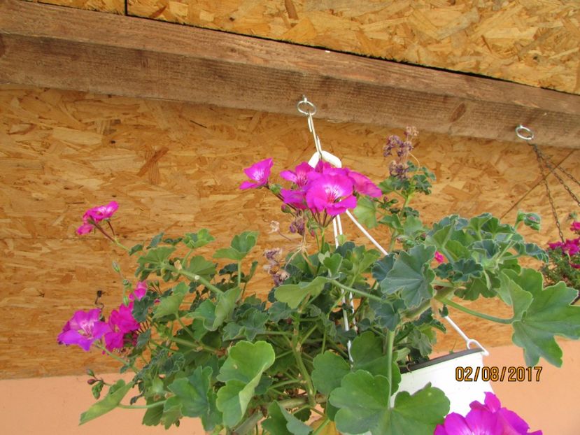  - DIN GRĂDINA DE FLORI ȘI LEGUME - 2017