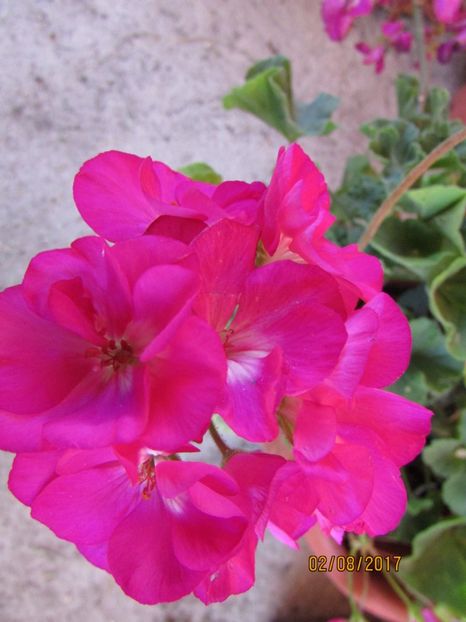  - DIN GRĂDINA DE FLORI ȘI LEGUME - 2017