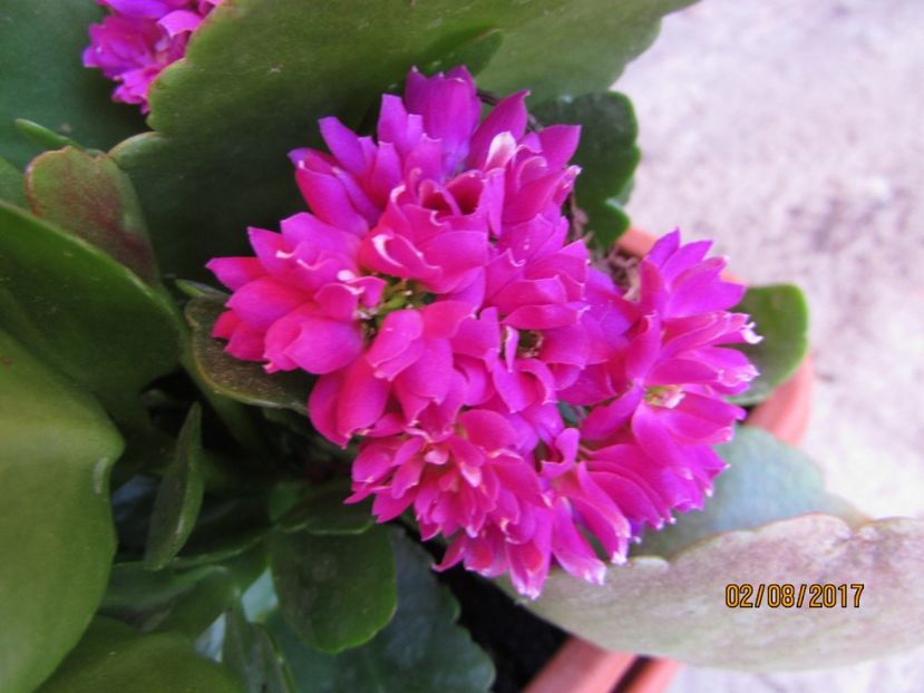  - DIN GRĂDINA DE FLORI ȘI LEGUME - 2017