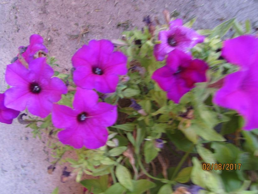  - DIN GRĂDINA DE FLORI ȘI LEGUME - 2017