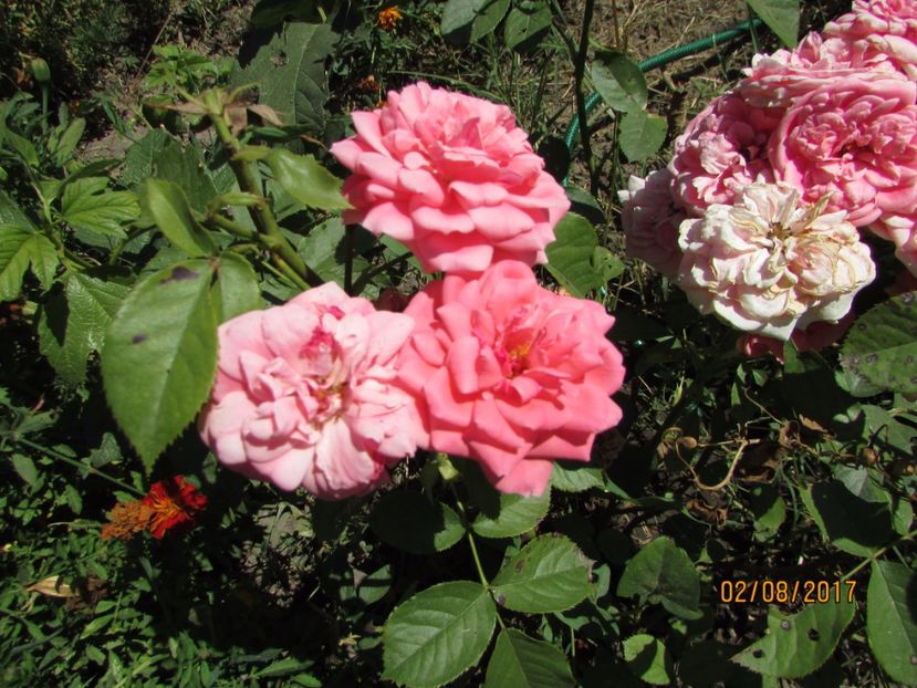  - DIN GRĂDINA DE FLORI ȘI LEGUME - 2017