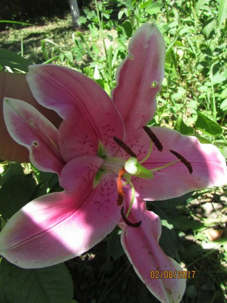  - DIN GRĂDINA DE FLORI ȘI LEGUME - 2017