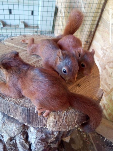  - veverite autohtone