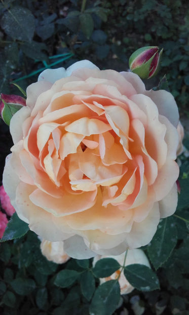  - LADY OF SHALLOT David Austin 3