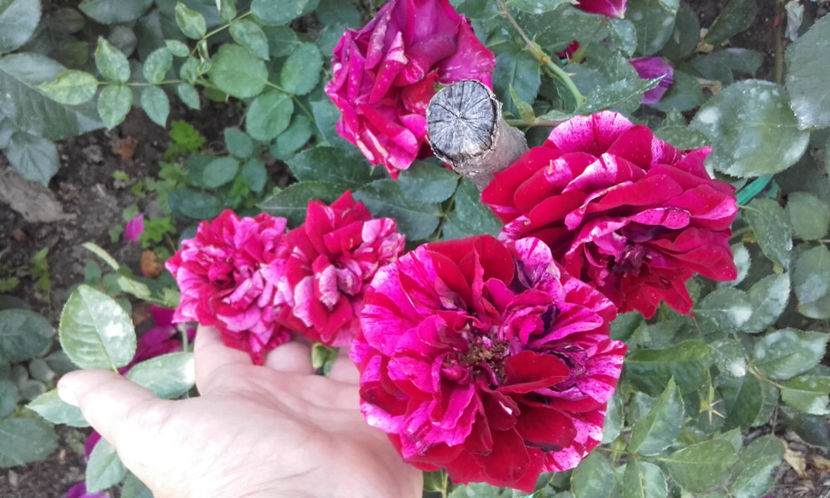  - DEEP IMPRESSION Tantau 2