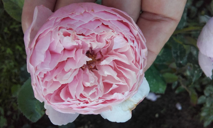  - THE ALNWICK ROSE David Austin 3