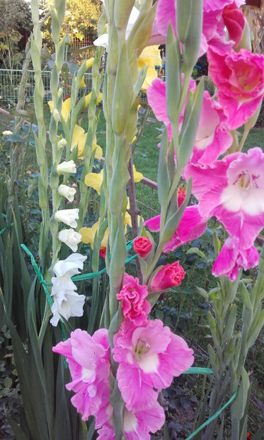 - Gladiole