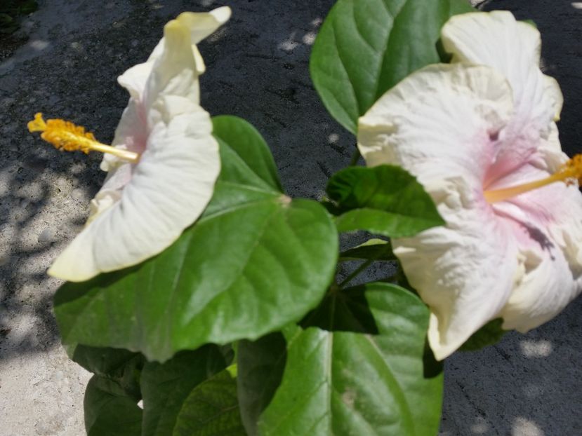  - tahitian lavender pastel