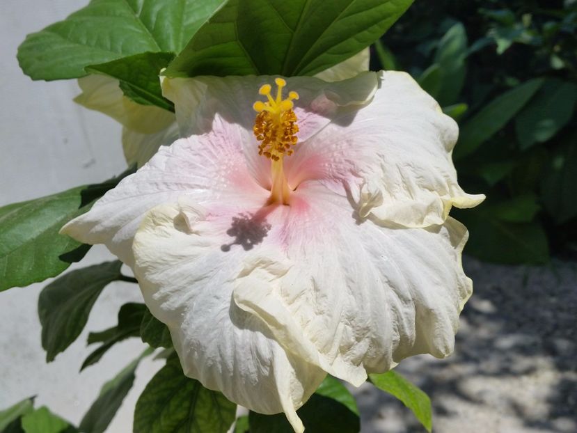  - tahitian lavender pastel