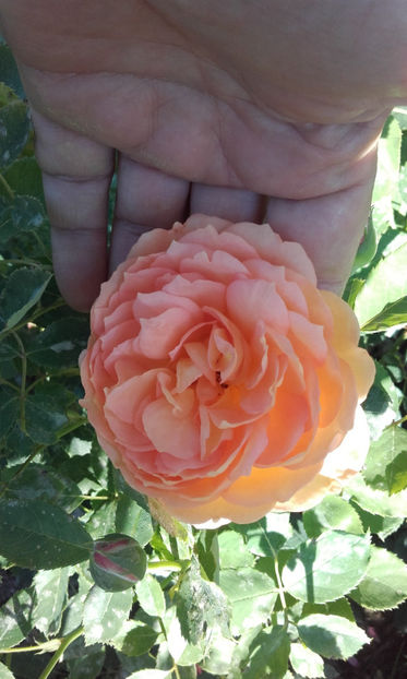  - LADY OF SHALLOT David Austin 3