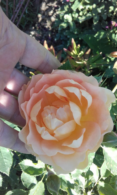  - LADY OF SHALLOT David Austin 3