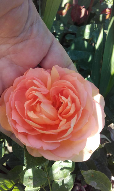  - LADY OF SHALLOT David Austin 3