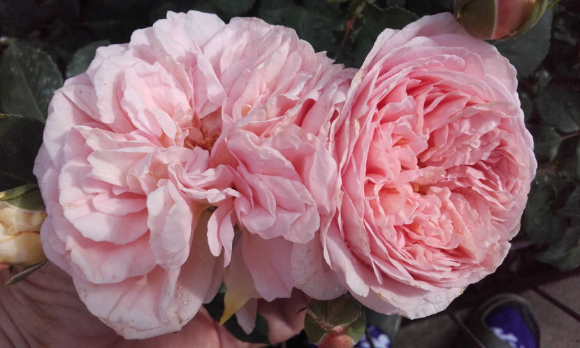  - ABRAHAM DARBY David Austin 3