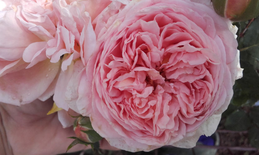  - ABRAHAM DARBY David Austin 3