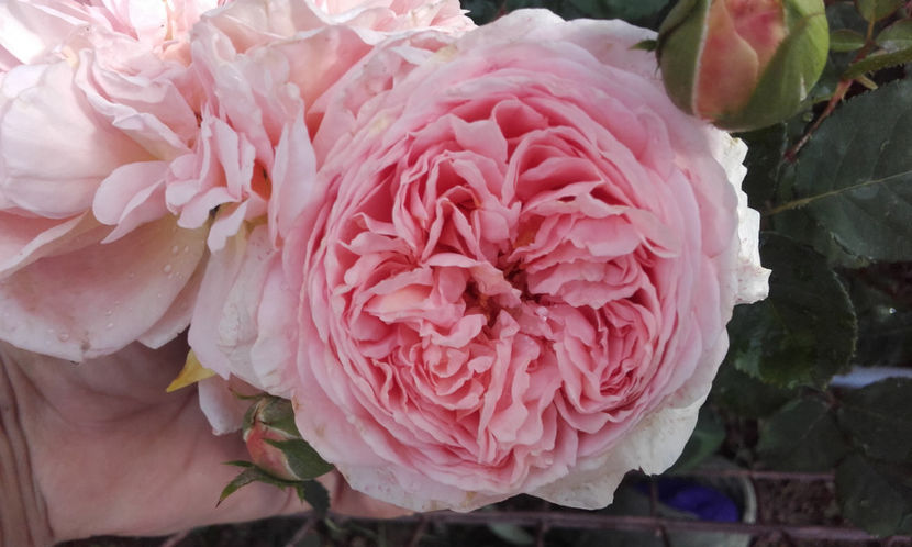  - ABRAHAM DARBY David Austin 3