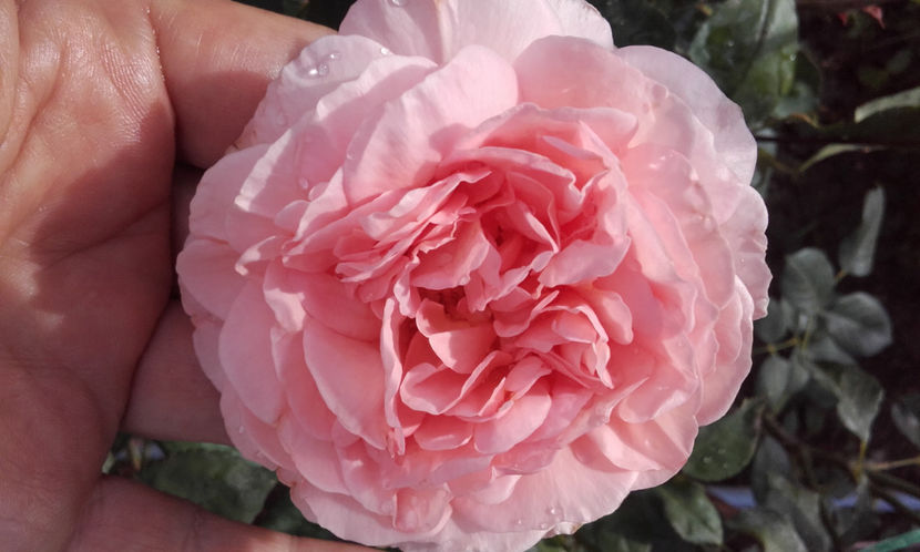  - ABRAHAM DARBY David Austin 3