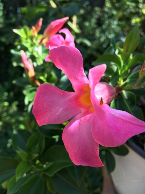  - Mandevilla 2017