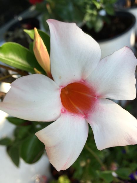  - Mandevilla 2017