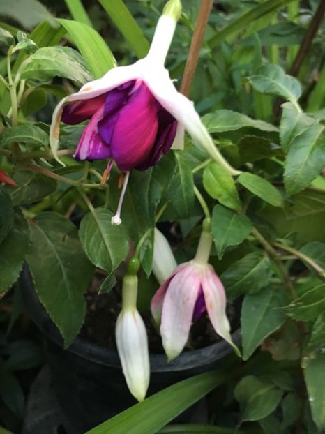 Royal mosaic - Fucsii