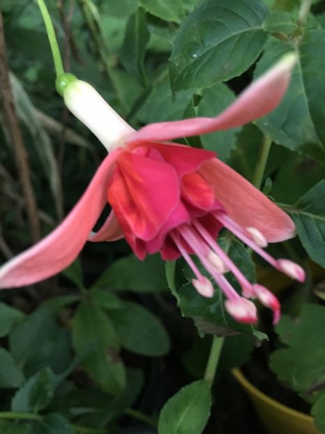 Dancing flame - Fucsii