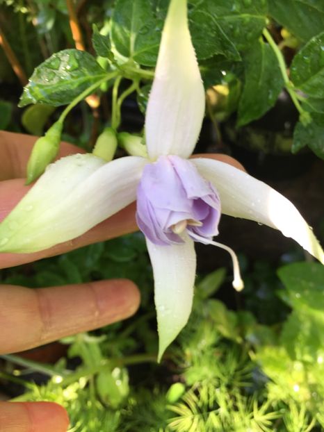 Holly's beauty - Fucsii