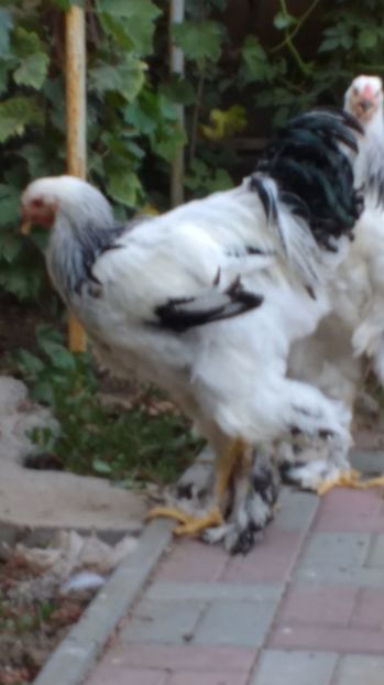  - POZE TINERET 2017 AUG