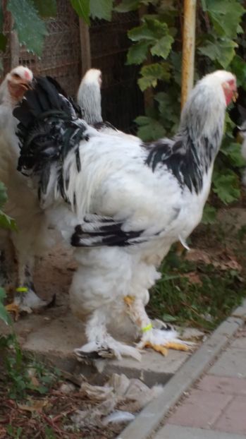  - POZE TINERET 2017 AUG