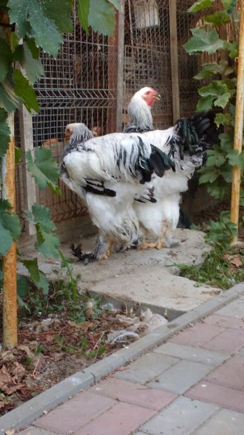  - POZE TINERET 2017 AUG