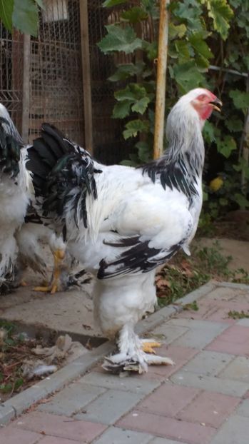  - POZE TINERET 2017 AUG