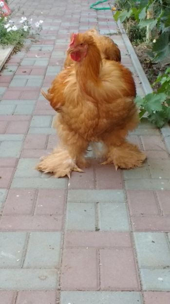  - POZE TINERET 2017 AUG