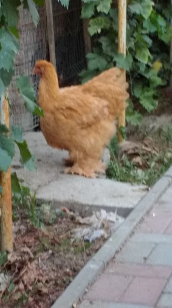  - POZE TINERET 2017 AUG