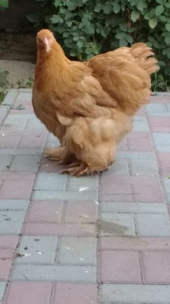  - POZE TINERET 2017 AUG