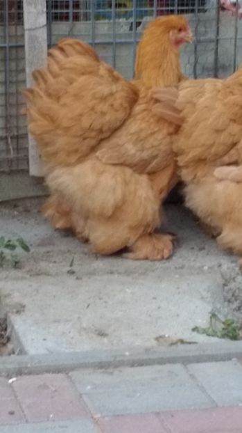  - POZE TINERET 2017 AUG