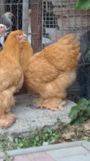  - POZE TINERET 2017 AUG