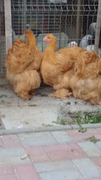  - POZE TINERET 2017 AUG