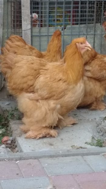  - POZE TINERET 2017 AUG