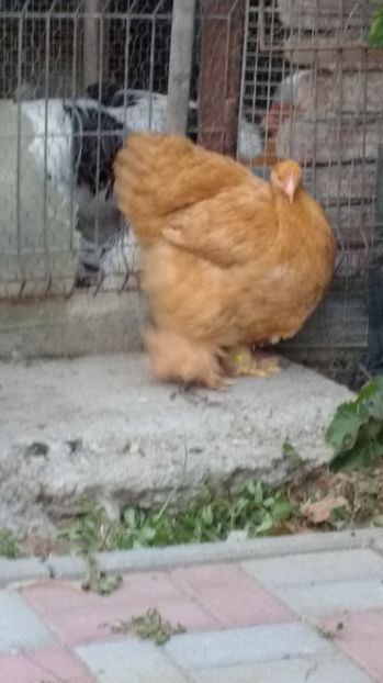  - POZE TINERET 2017 AUG