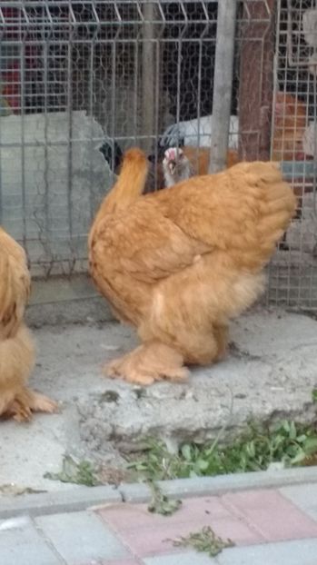  - POZE TINERET 2017 AUG