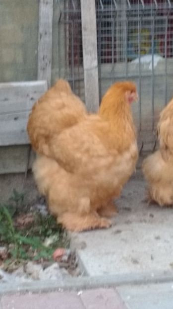  - POZE TINERET 2017 AUG