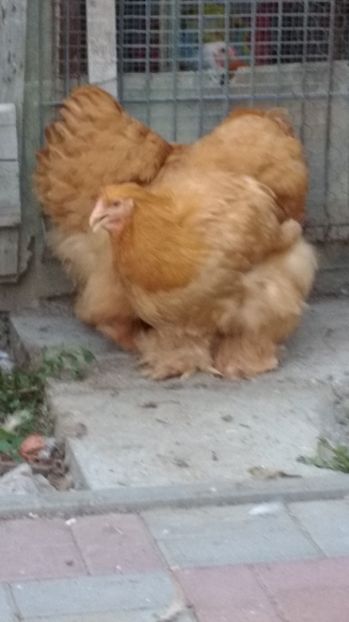  - POZE TINERET 2017 AUG