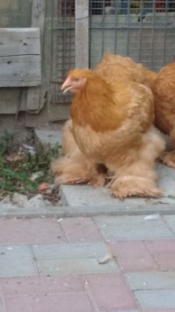  - POZE TINERET 2017 AUG