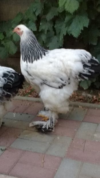  - POZE TINERET 2017 AUG