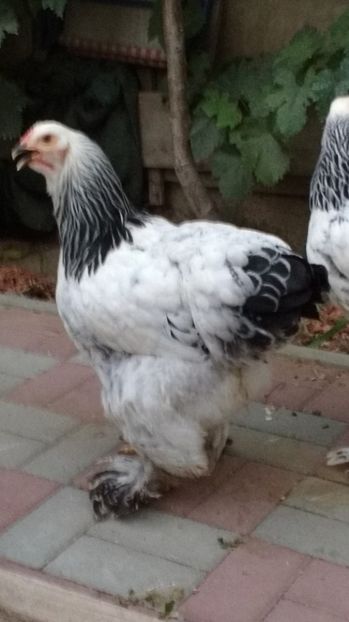  - POZE TINERET 2017 AUG