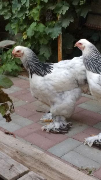  - POZE TINERET 2017 AUG